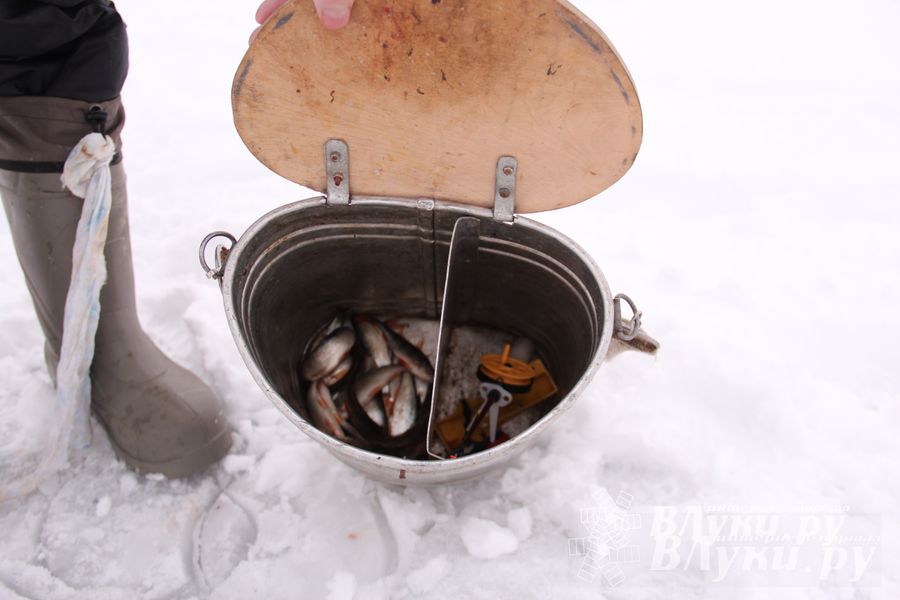 Подведены итоги Открытого чемпионата Великих Лук по рыболовному спорту (фото)