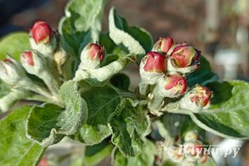 ©ВЛуки.ру/Ирина Ловчая