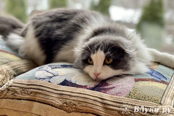 В России планируют ввести обязательную маркировку домашних животных