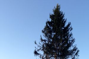 Новогодняя ель приехала в Великие Луки