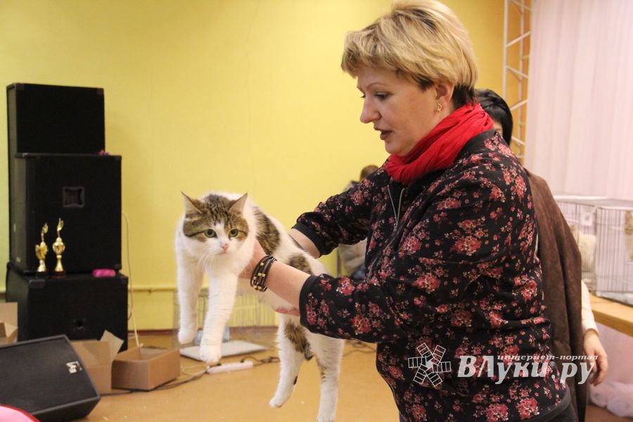 В Великих Луках прошла выставка кошек (фото)