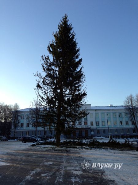 Новогодняя ель приехала в Великие Луки