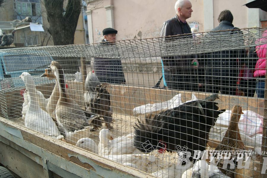 Весенняя ярмарка 2013 прошла в Великих Луках