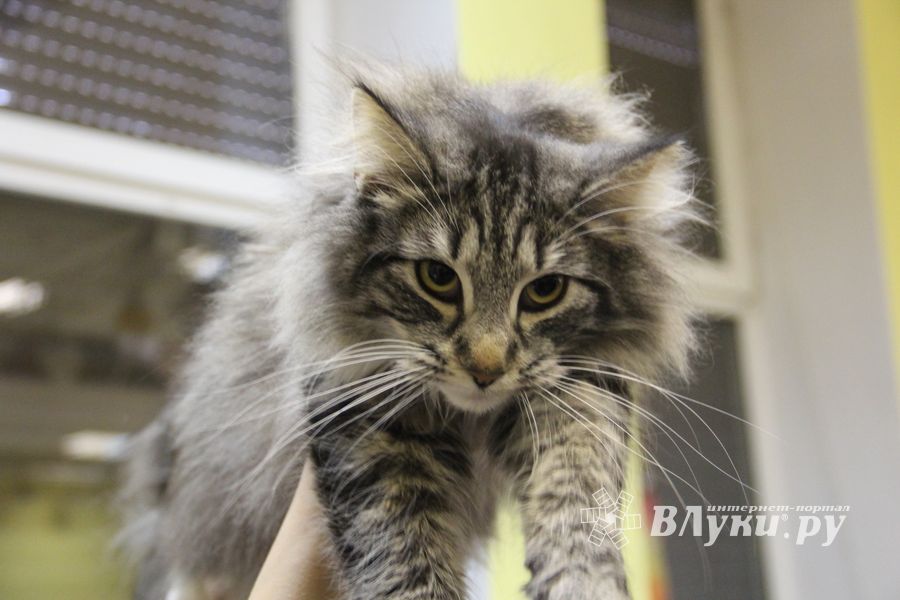 В Великих Луках прошла выставка кошек (фото)