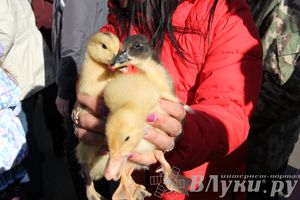 Традиционная весенняя ярмарка прошла в Великих Луках
