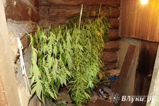 Житель Санкт-Петербурга вырастил «плантацию» конопли в Псковской области (фото)