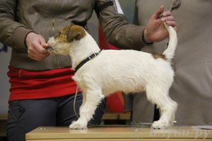 Всероссийская выставка собак «Великие Луки — 2014»