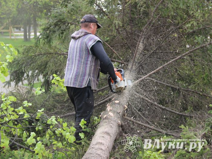 На площади Калинина убирают лишние деревья (ФОТО)