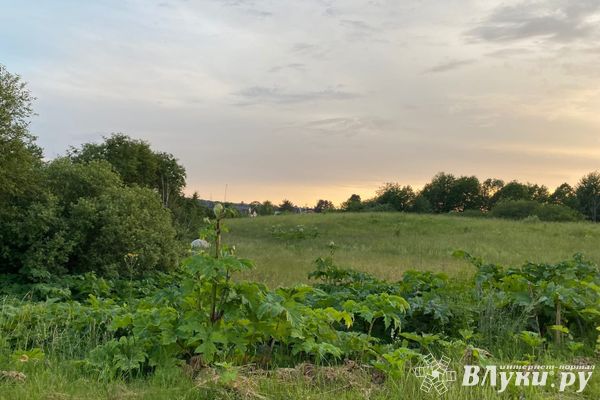 На мелиорацию земель Псковская область дополнительно получит около 60 млн рублей