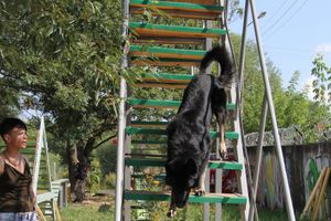 День открытых дверей на спортивно-дрессировочной площадке