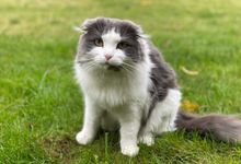 Псковская таможня напоминает о правилах перемещении кошек и собак через границу