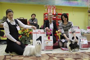 Всероссийская выставка собак «Великие Луки — 2014»