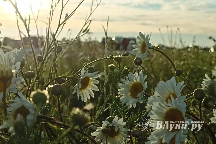 Фото: ВЛуки.ру/Ирина Ловчая