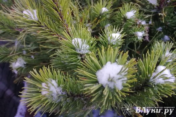 О погоде на следующей неделе рассказали жителям Псковской области