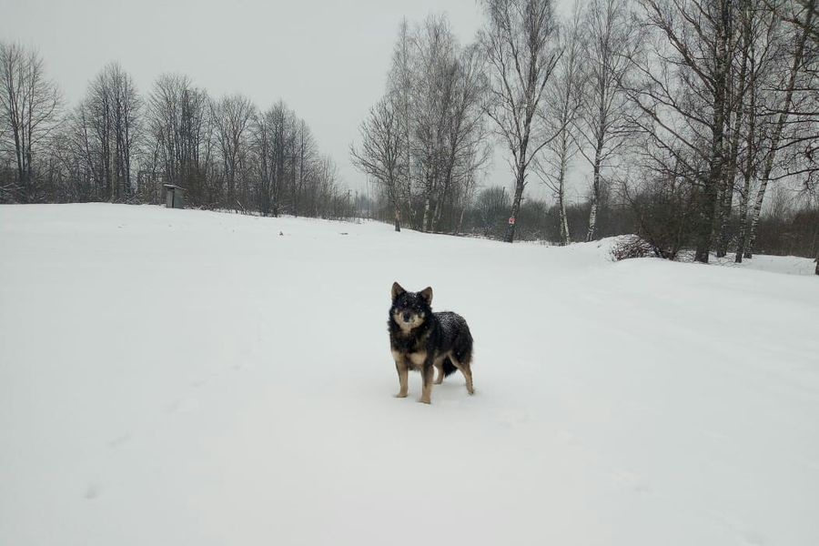 Усвятский Хатико ждёт своих хозяев на «Ниве» (ФОТО)