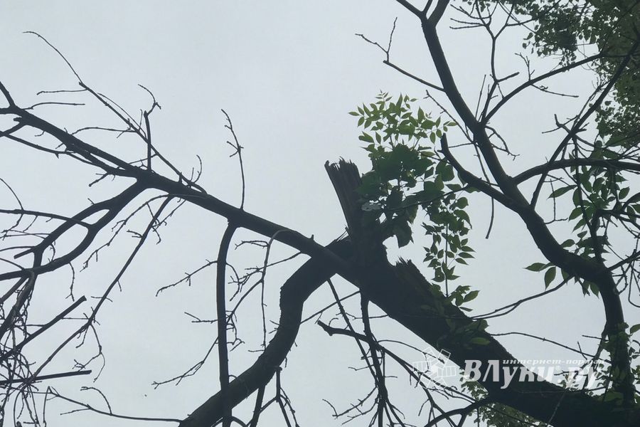 Грозы добавляют неухоженности Великим Лукам (ФОТО)