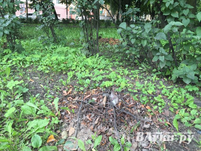 Обратная сторона центра Великих Лук (ФОТО)