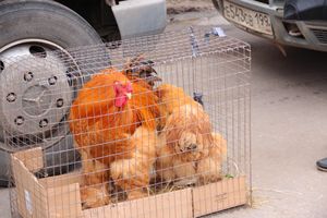 В Великих Луках проходит Весенняя ярмарка