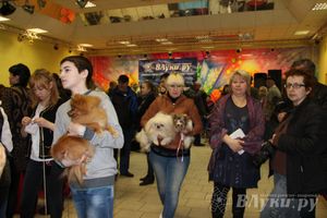 Всероссийская выставка собак в Великих Луках (фото)