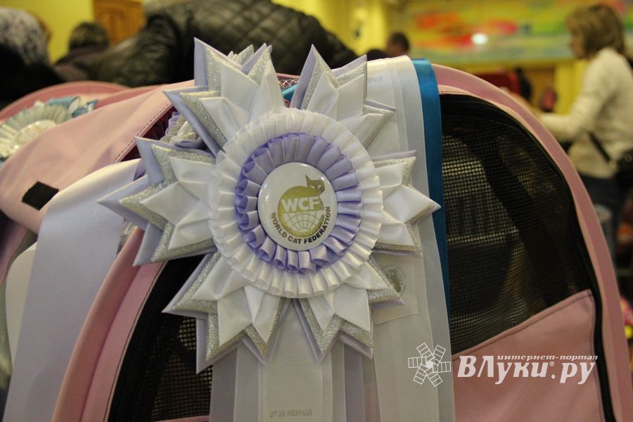 В Великих Луках прошла выставка кошек (фото)
