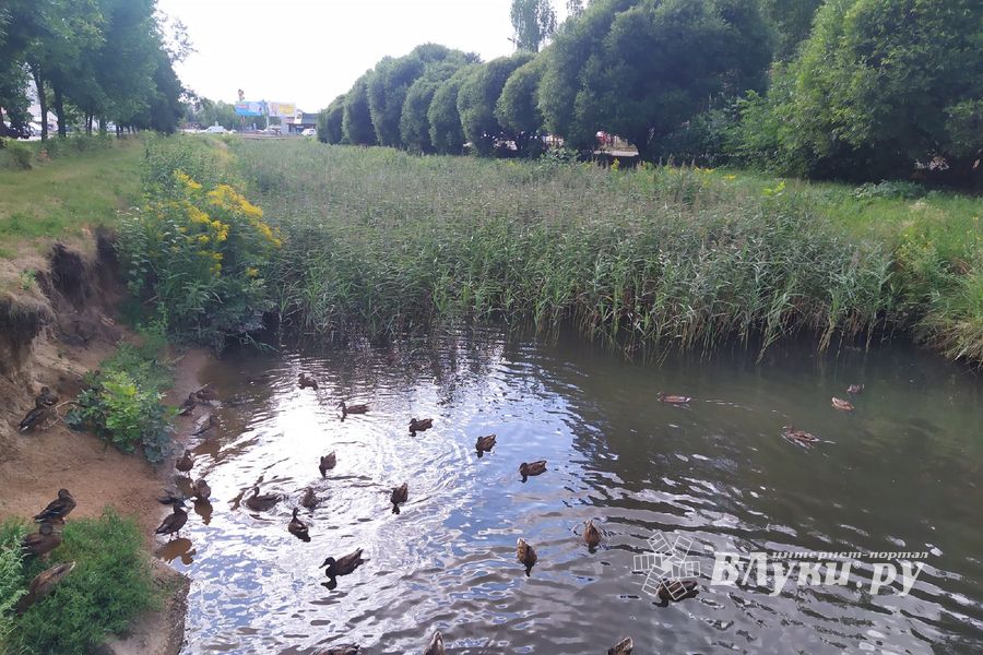 Великолучанка написала губернатору про «загубленную речушку» (ФОТО)