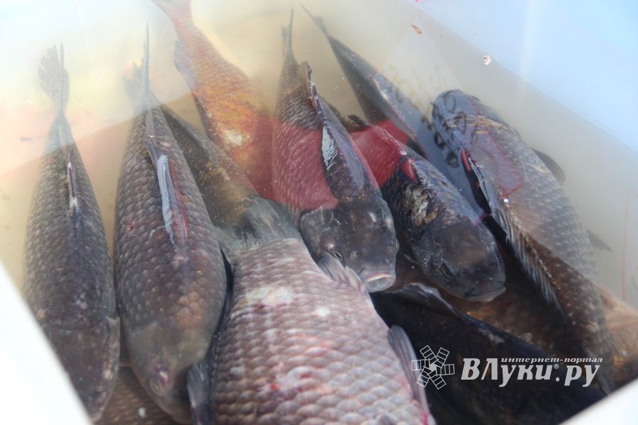 В Великих Луках прошла ярмарка «Весна - 2022» (ФОТО)