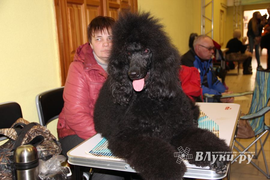Всероссийская выставка собак в Великих Луках (фото)