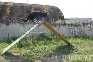 День открытых дверей на спортивно-дрессировочной площадке