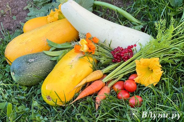 Осенние ярмарки стартуют в Псковской области