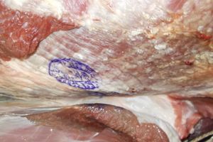 В Псковской области задержано 2 тонны белорусской говядины (ФОТО)