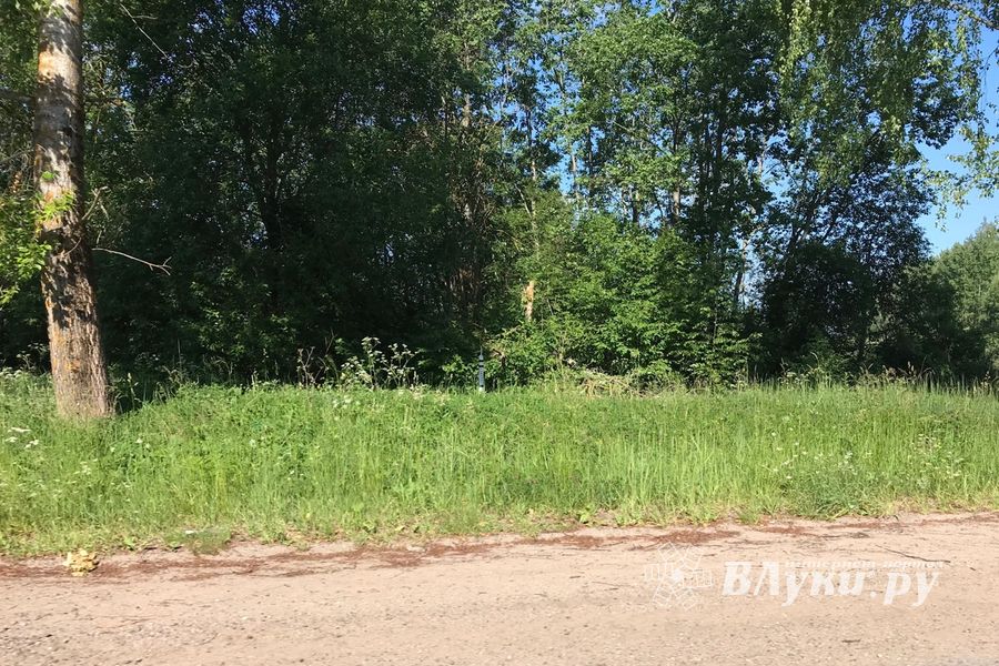 Трава у дома (ФОТО)