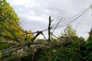 Ураган в Псковской области валил деревья и срывал крыши (ФОТО)