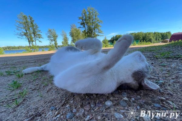 Завтра в Псковской области прогнозируют жару