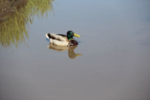 Фотофакт: селезню приглянулась лужа на дороге