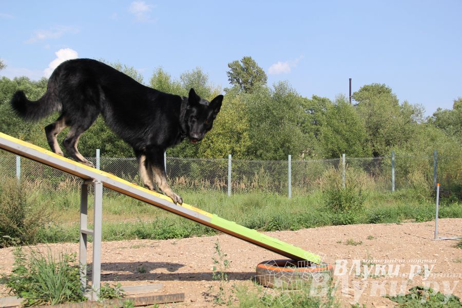 День открытых дверей на спортивно-дрессировочной площадке
