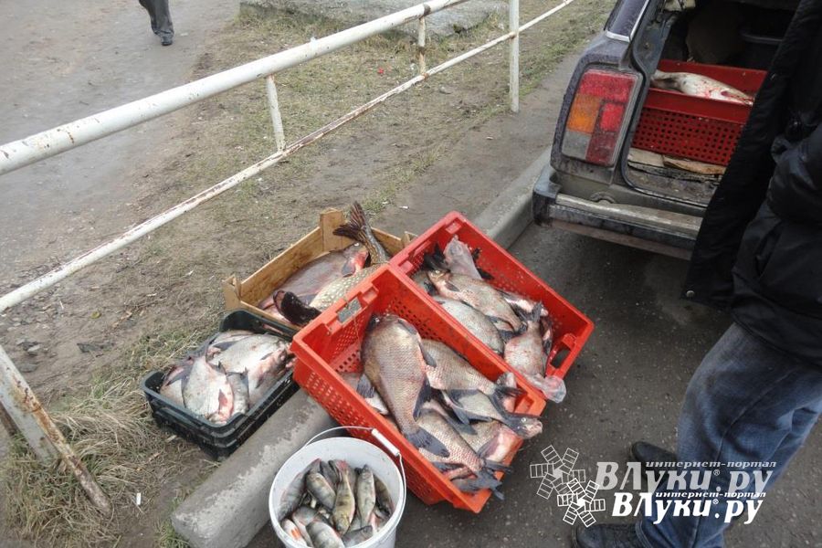 Фото предоставлено Северо-Западным территориальным Росрыболовством