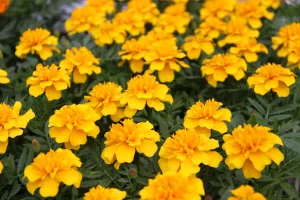 © ВЛуки.ру