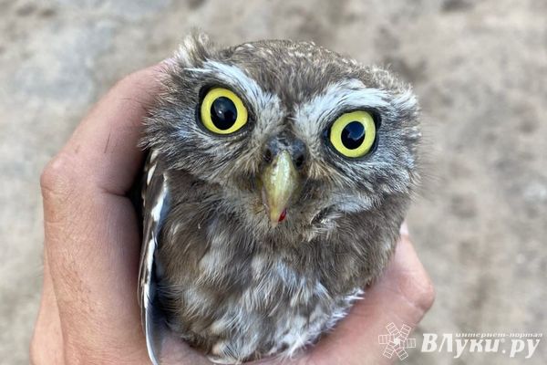 Прогноз погоды в Великих Луках на 3 октября