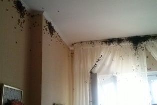 В одну из псковских квартир залетел пчелиный рой (ФОТО)