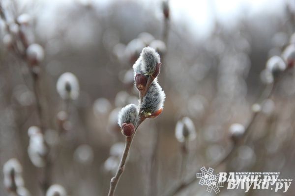 Прогноз погоды на 25 марта в Великих Луках