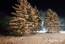 Стали известны тарифы на вырубку новогодних ёлок в Псковской области