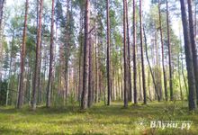 Прогноз погоды на 11 сентября в Великих Луках