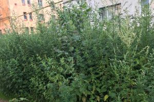 Пора приглашать англичан в Великие Луки (ФОТО)