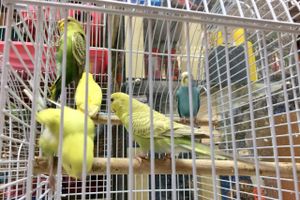 «Zooбастики»: подарите праздник своим любимцам! (ФОТО+ВИДЕО)