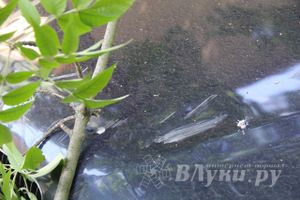 В Великих Луках на БМВ упало дерево (ФОТО)