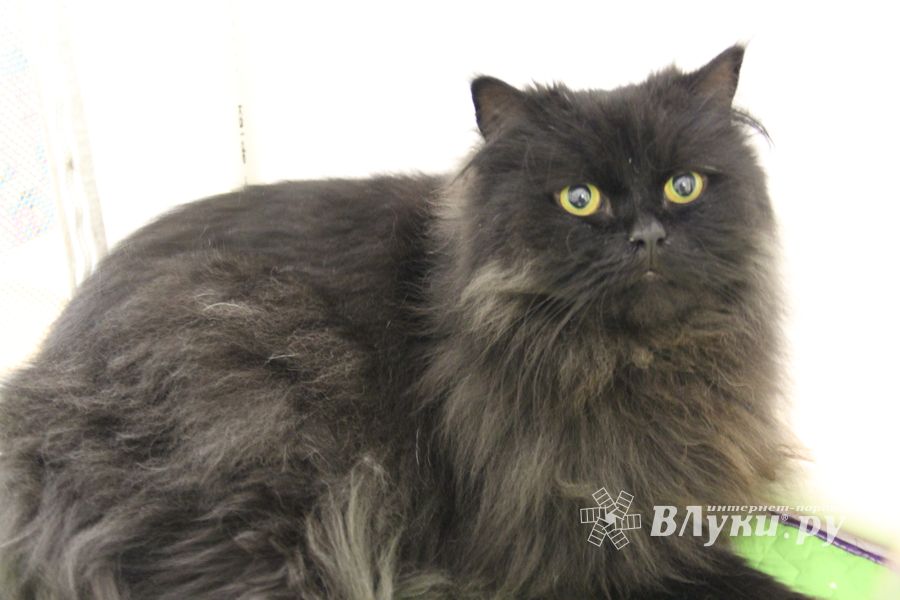 В Великих Луках прошла выставка кошек (фото)