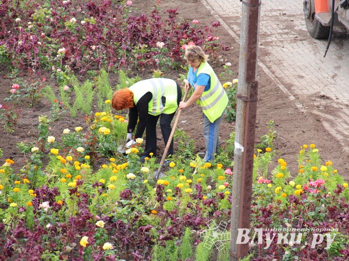 В Великих Луках сажают, стригут и красят (ФОТО)