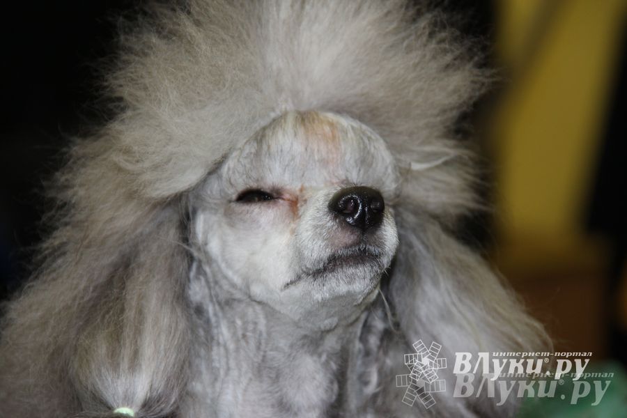 Всероссийская выставка собак в Великих Луках (фото)