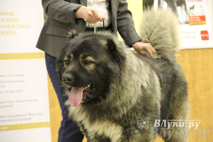 Всероссийская выставка собак «Великие Луки — 2014»