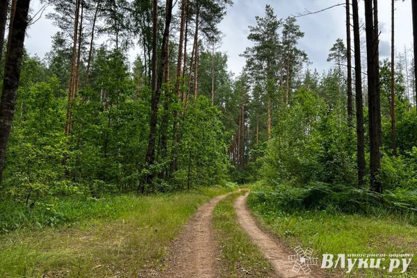 В Великолукском и Куньинском районах ввели ограничение на посещение гражданами лесов